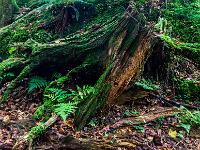 Verrottende Baumwurzel im Wald